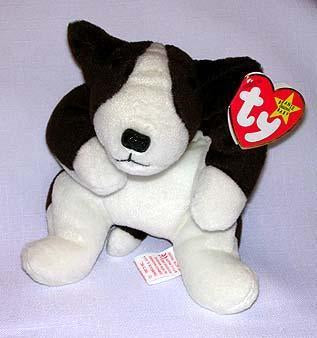 Bruno the Brown & White Terrier