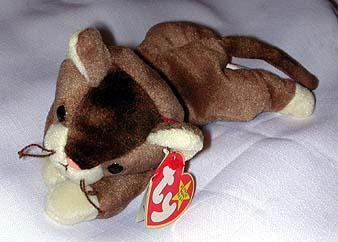 Pounce the Brown Cat