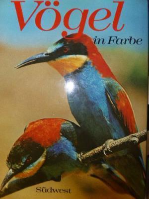 Vogel in Farbe